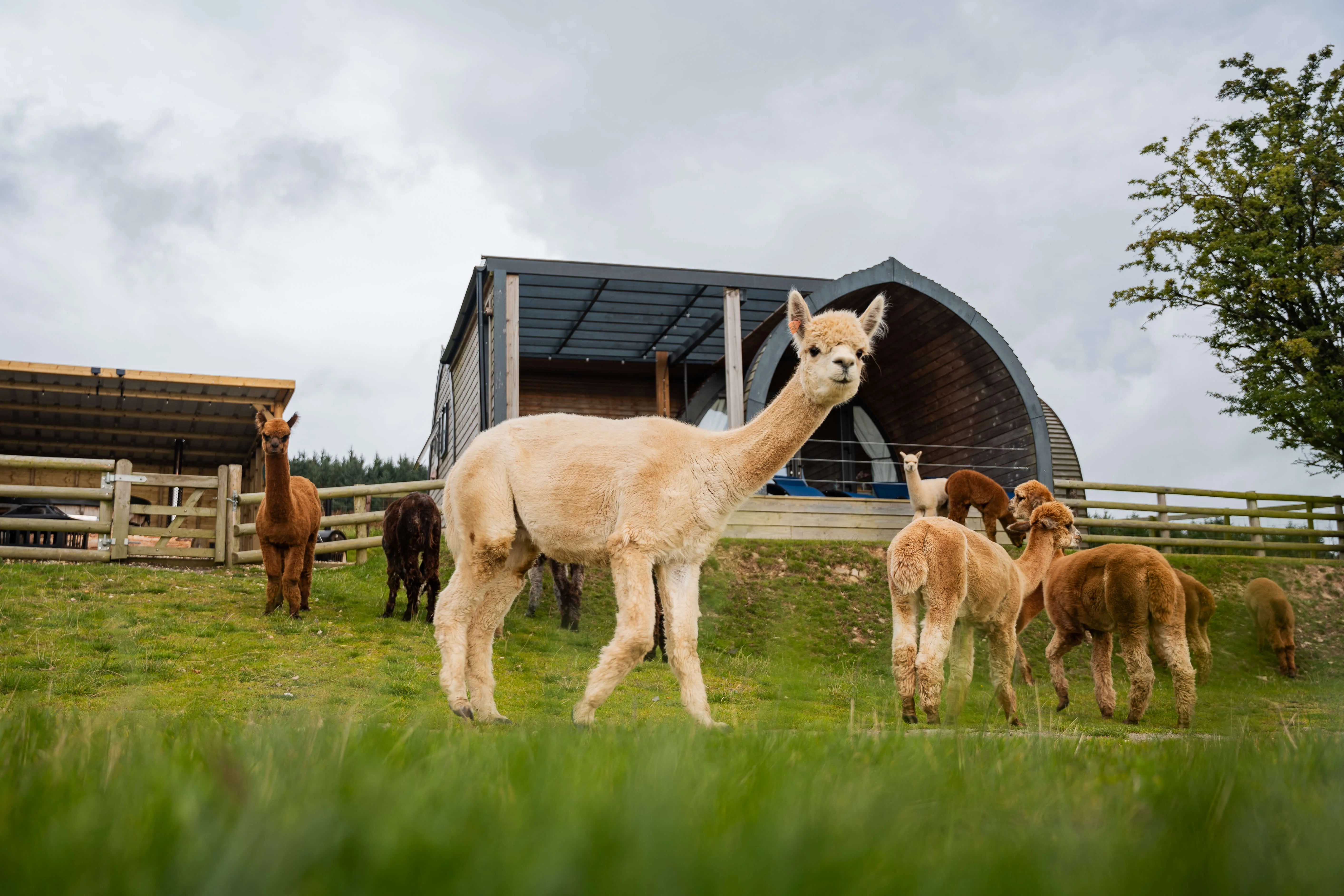 Alice - Farm in South Wales