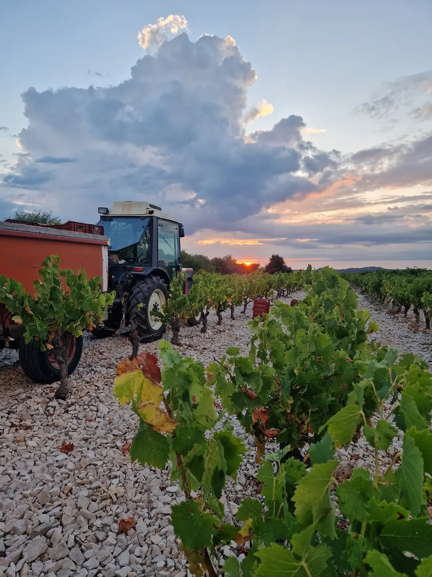 Tractor in vineyard